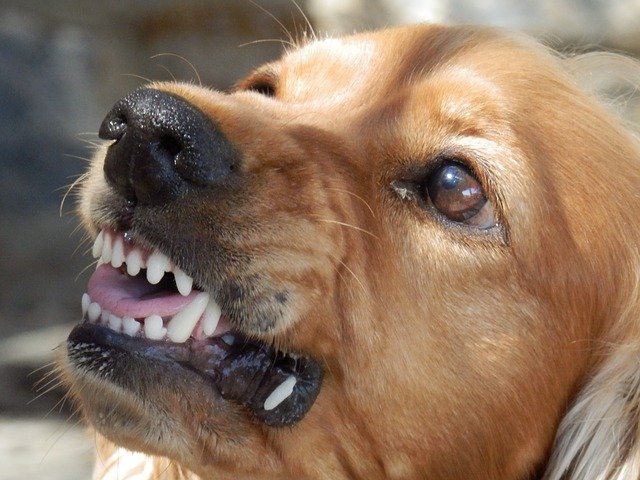 Can You Go to Jail If Your Dog Bites Someone in Ohio